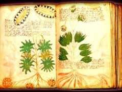 voynichplanta